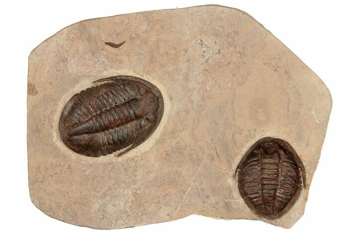 Two Asaphid Trilobites (One Dorsal, One Ventral) - Taouz, Morocco #189681